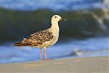 Great Black-backed Gull